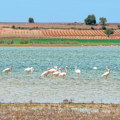 Laguna de Manjavacas